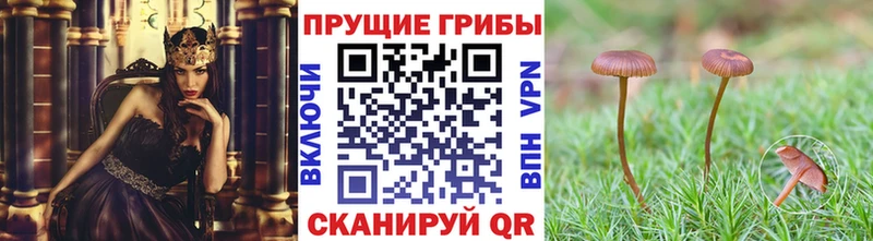 мега ССЫЛКА  Наволоки  Псилоцибиновые грибы Psilocybine cubensis  где купить наркотик 